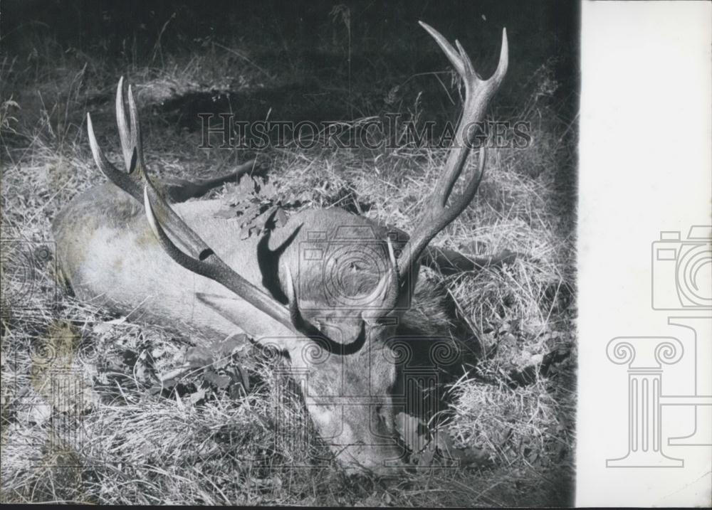 1959 Press Photo Matthias Bollinger shoots stag - Historic Images