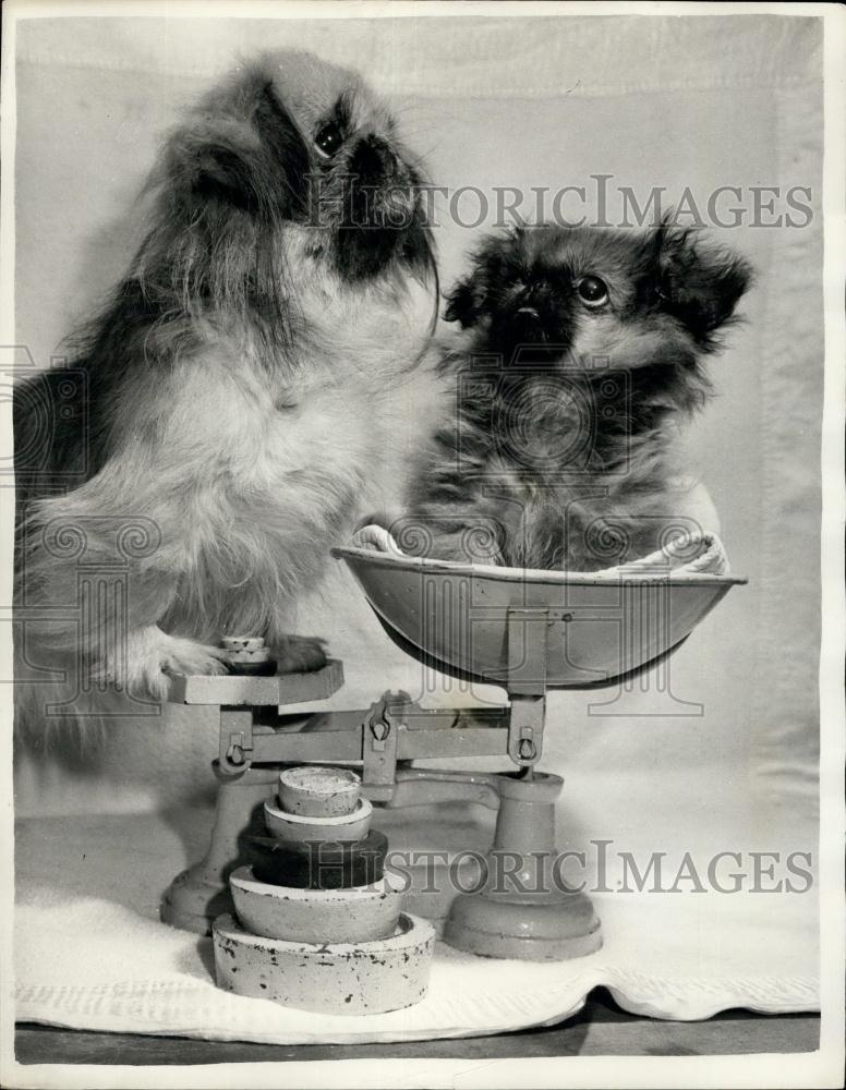 Press Photo Miniature Pekes - Historic Images