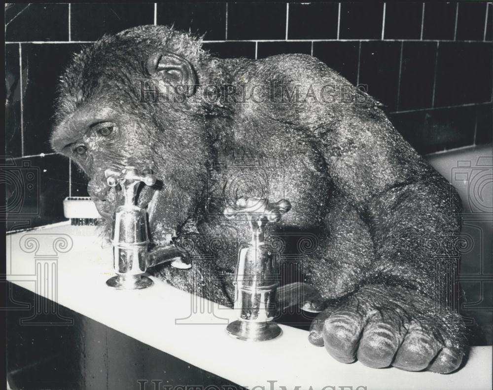 Press Photo Willie the Monkey getting a drink - Historic Images