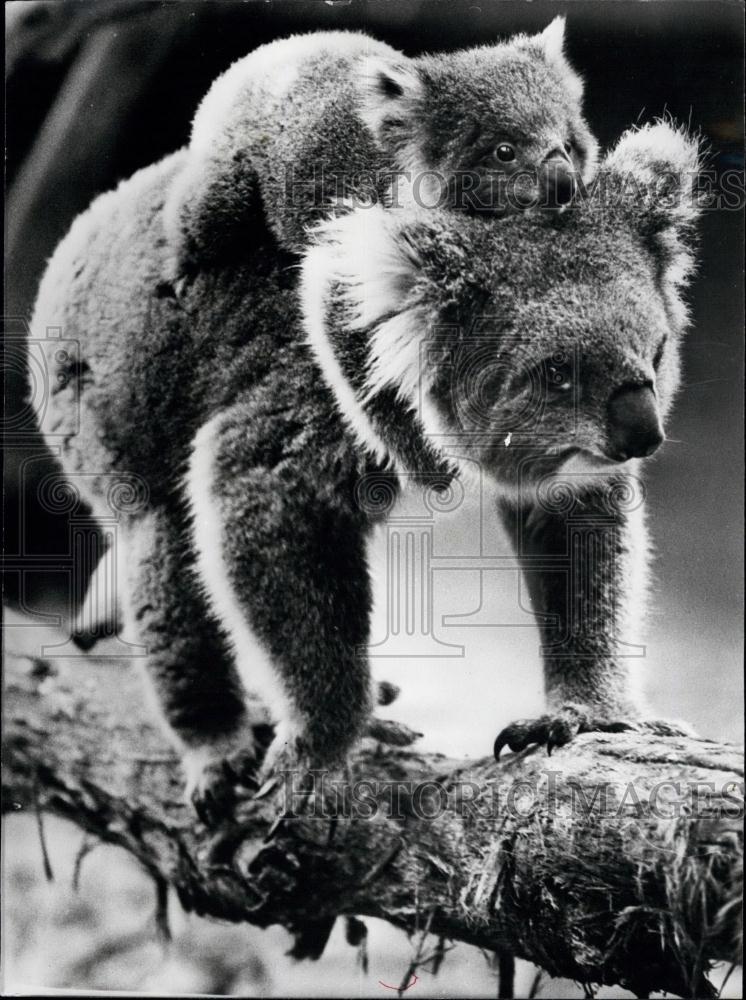 1978 Press Photo Careful Mum: Australia&#39;s Melbourne Zoo - Historic Images