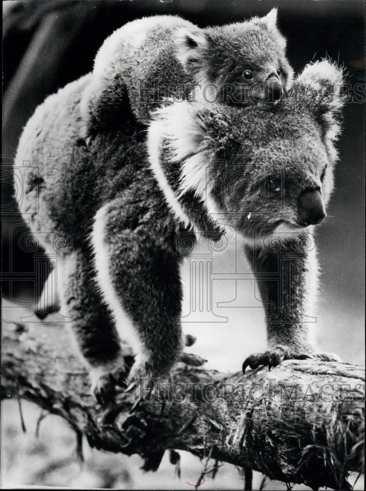 1978 Press Photo Careful Mum: Australia's Melbourne Zoo - Historic Images