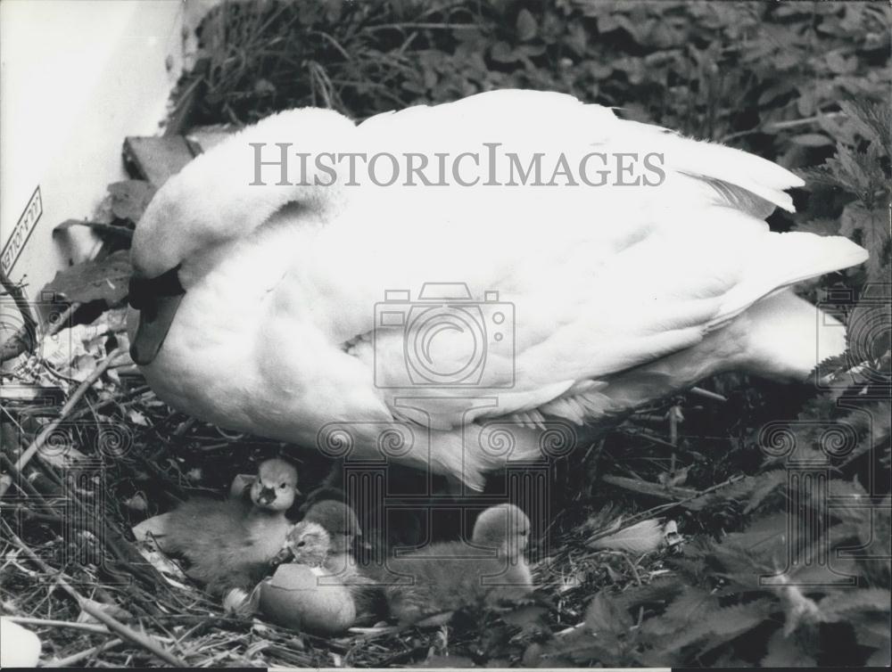 1975 Press Photo Swan and her babies - Historic Images