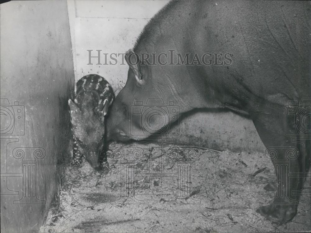 Press Photo Tapir and her baby - Historic Images