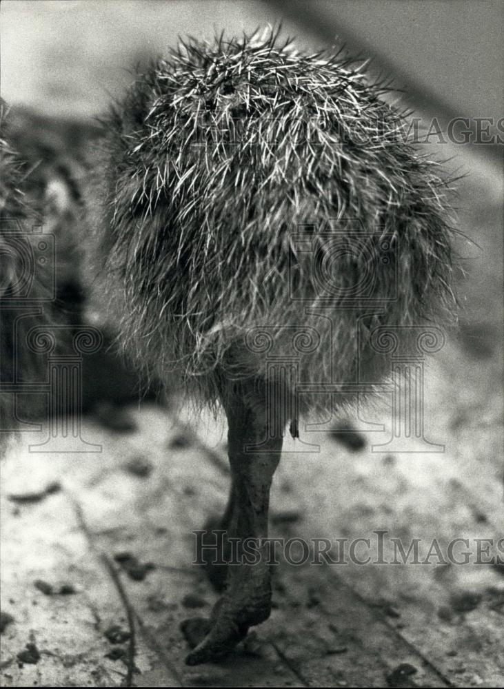 1989 Press Photo Ostrich Baby, Zoological Garden, Basel, Switzerland - Historic Images