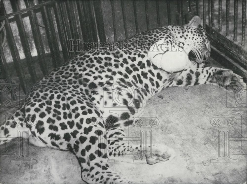 1962 Press Photo Panther hurt in circus had leg amputated - Historic Images