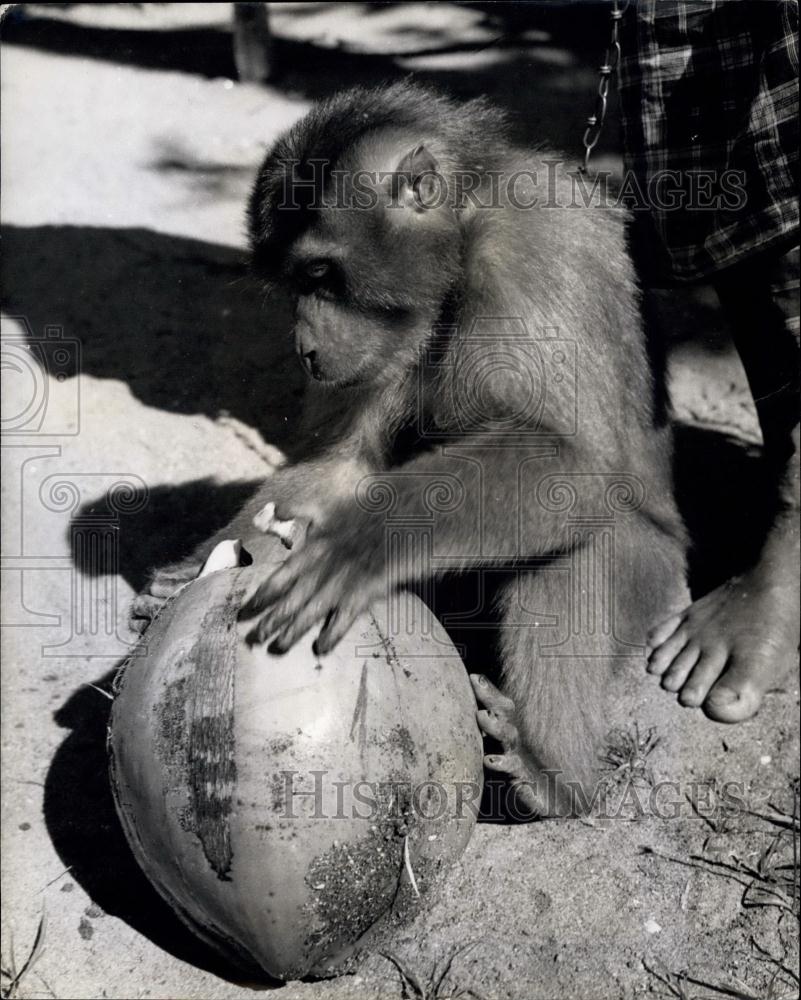 Press Photo monkey inspects one of the nuts she has picked - Historic Images