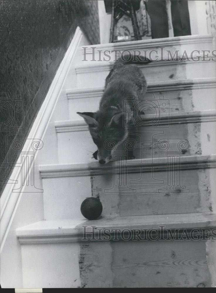 Press Photo A fox playing with a ball - Historic Images