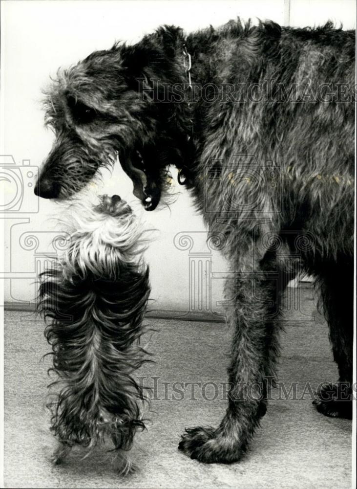 Press Photo tiny Yorkshire-terrier Ginger - Historic Images