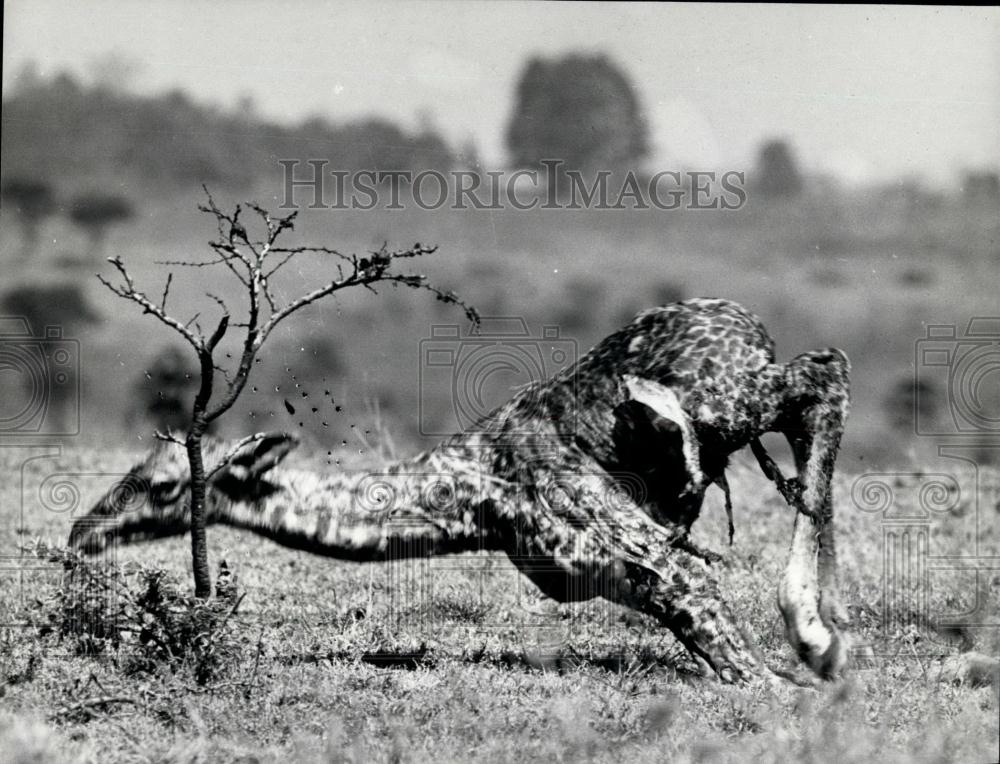 Press Photo Giraffe Struggles To Feet After Being Born - Historic Images