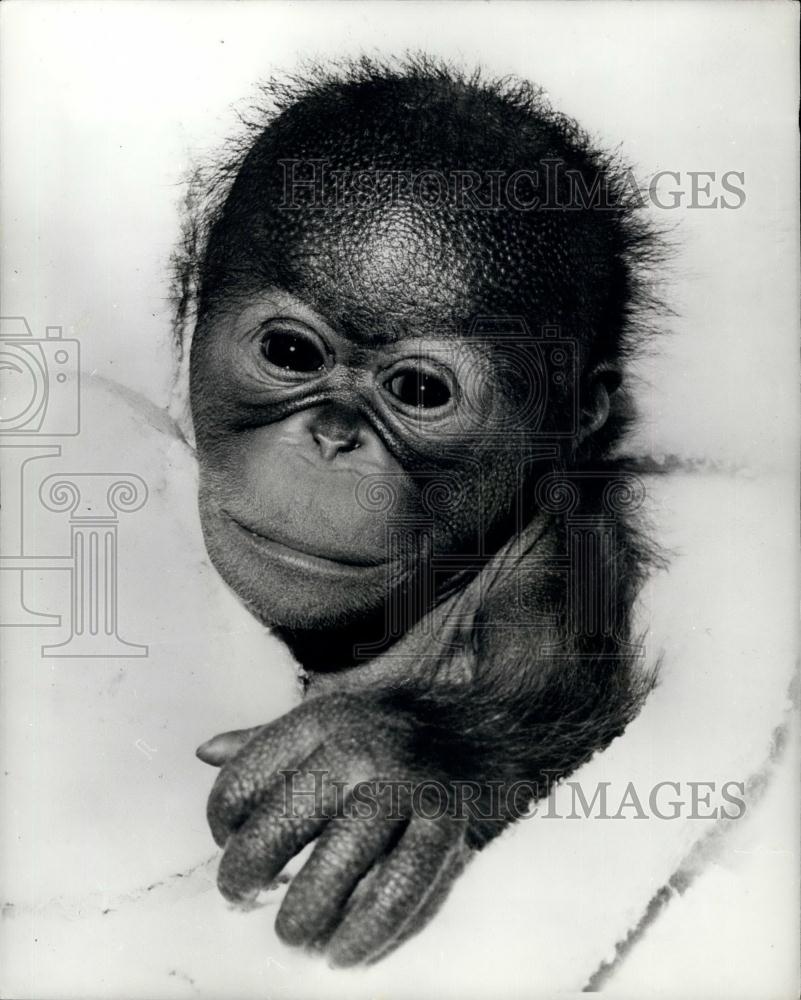 Press Photo Guy" a Bornean orangutan at the San Diego zoo" - Historic Images