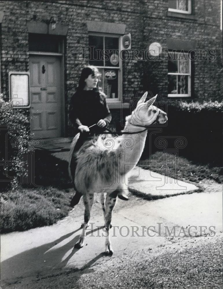 Press Photo Julie Cook And Pet Llama, Kirby Misperton England - Historic Images