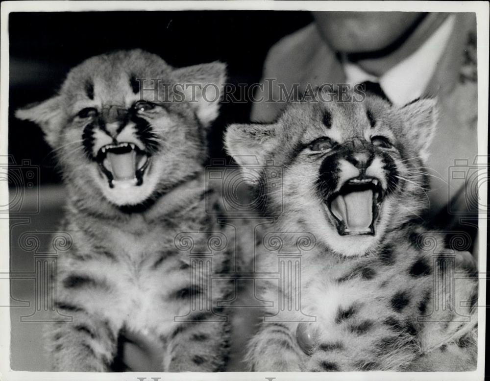 1961 Press Photo Baby Pumas,London Zoo - Historic Images