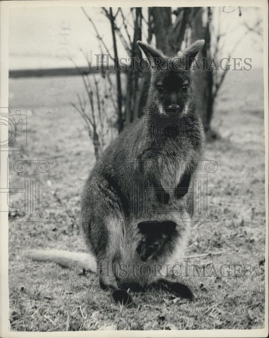 Press Photo Mother Kangaroo With Baby Hanging Out Of Pouch - Historic Images