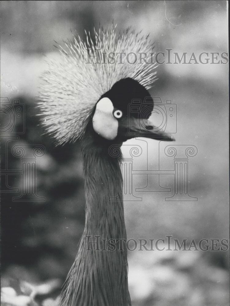 Press Photo The Crane with the Afro - Historic Images