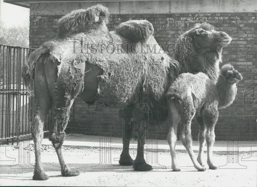 1974 Press Photo &quot;Archie&quot; the Bactrian (twohumped) baby camel London zoo - Historic Images