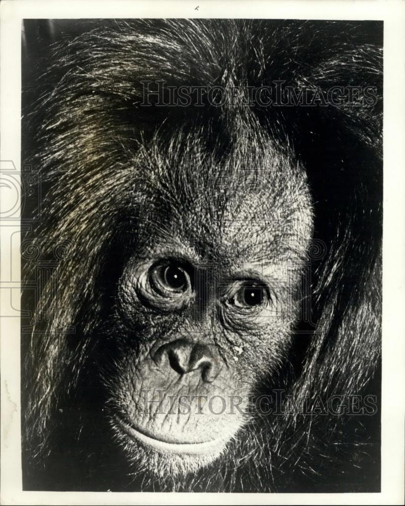 Press Photo Ape at London Zoo: An Orang-utan Napoleon - Historic Images