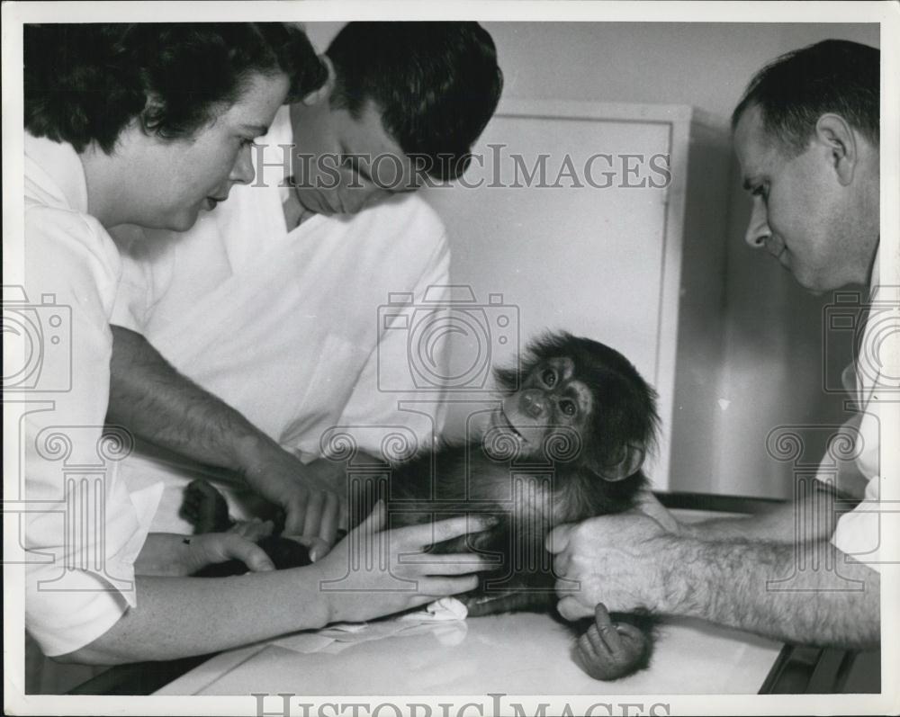 Press Photo Baby Chimpanzee Chimp Gets Check Up By Vets Veterinarians - Historic Images