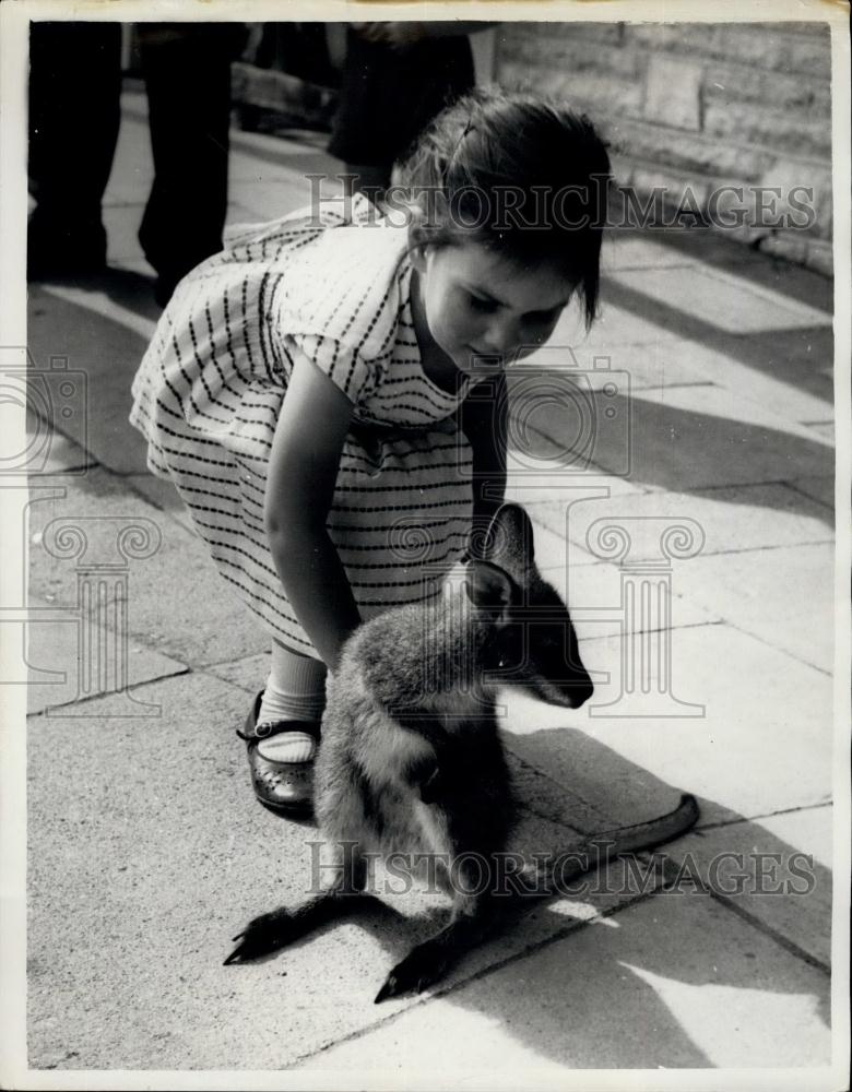 Press Photo Orphan Wallaby Taken Home Each Night For Training At Whipsnade Zoo - Historic Images