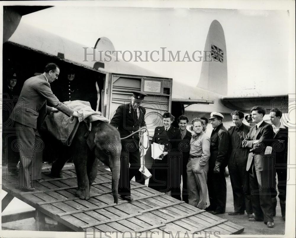 1953 Press Photo Lakhsmi The Baby Elephant Arrives For The London Zoo - Historic Images