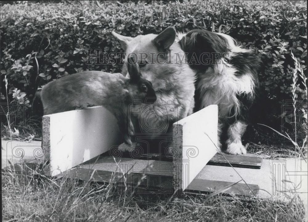 Press Photo Two dogs and a bunny - Historic Images