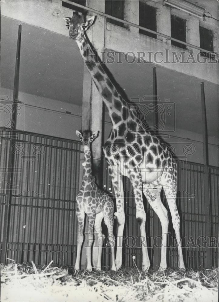 1963 Press Photo Mom and baby Giraffe at the Vincennes Zoo - Historic Images