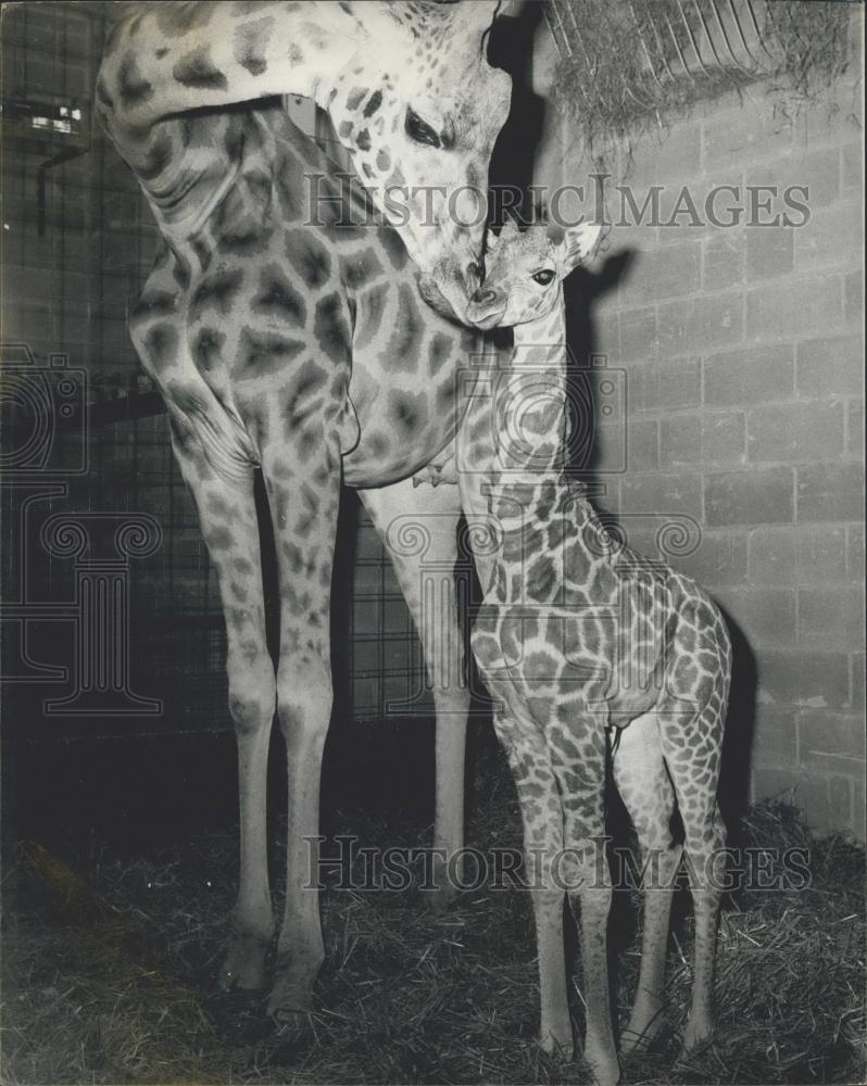 1970 Press Photo Baby Giraffe for Chessington Zoo - Historic Images