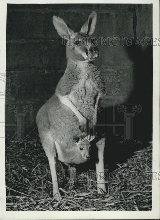 1960 Press Photo Chester zoo, kangaroo and her koey - Historic Images