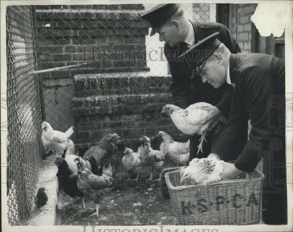 1955 Press Photo R.S.P.C.A Inspectors W. Jones G. Goodes Place Birds Into Basket - Historic Images