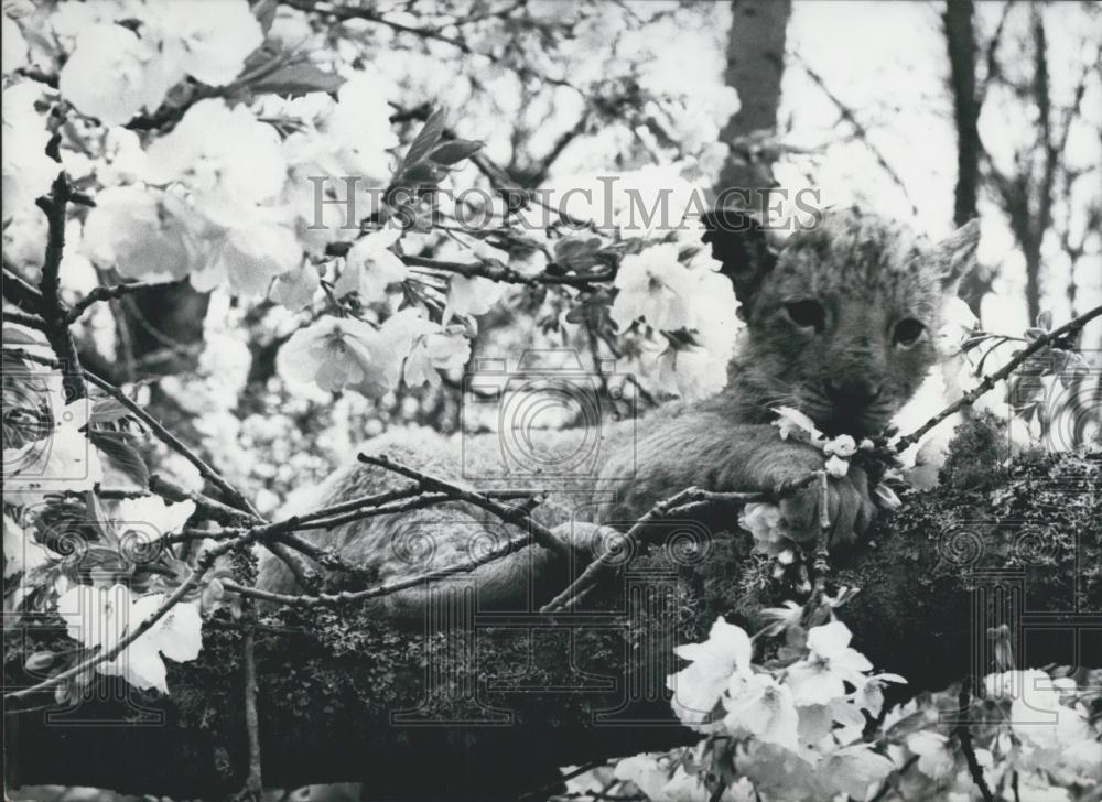 Press Photo Lion Cub In Apple Blossom Tree Longleat Lion Reserve Marquis Bath - Historic Images