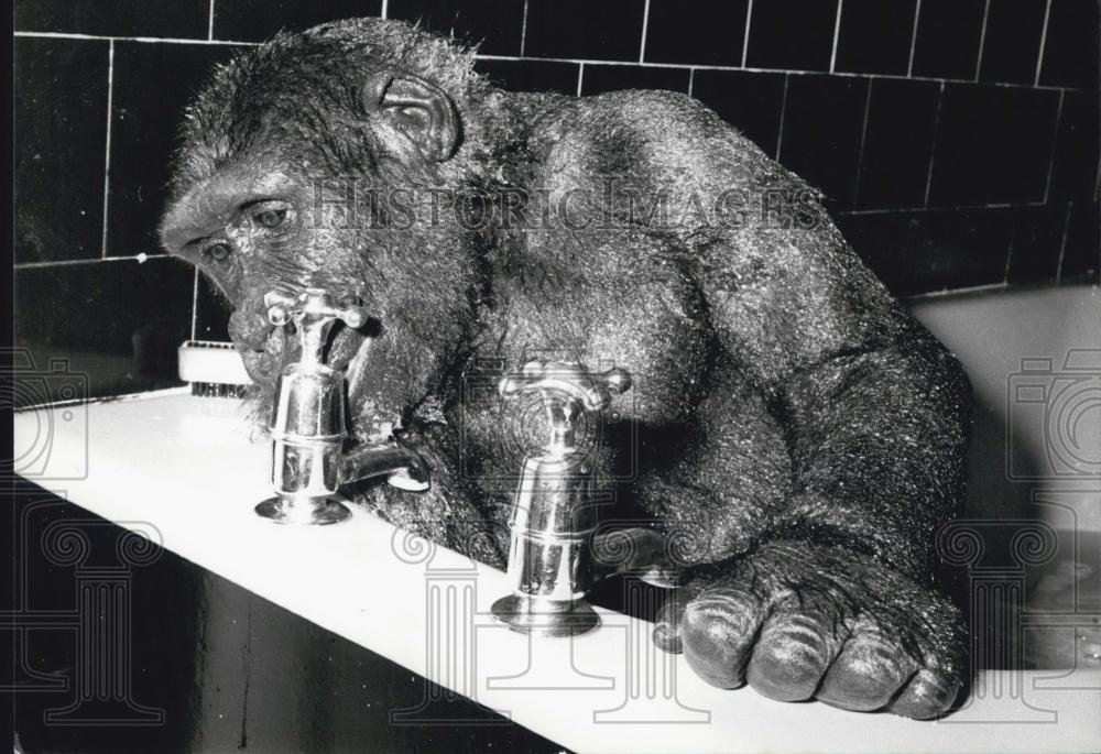 Press Photo A gorillia in a bathtub - Historic Images