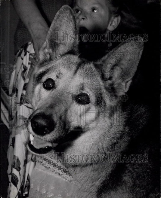 1960 Press Photo Alsatian Saves Little Girl For Second Time: - Historic Images