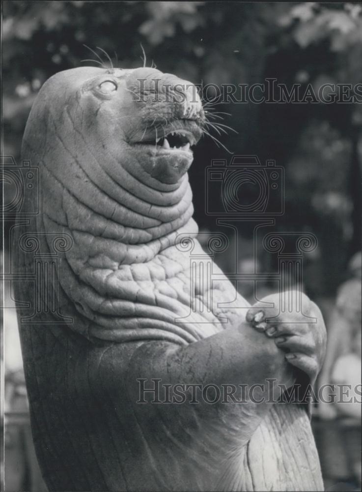 1972 Press Photo classical sea elephant profile - Historic Images