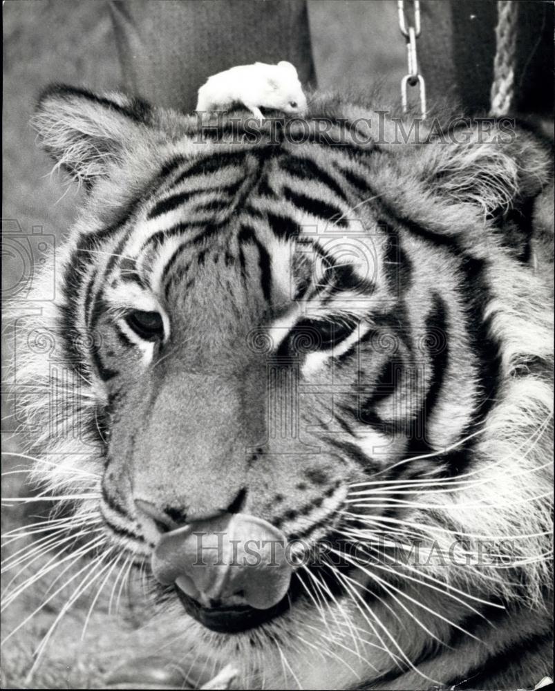 1970 Press Photo Bengal Tiger, White Mouse, Southern Wild Life Park, Warwicks - Historic Images