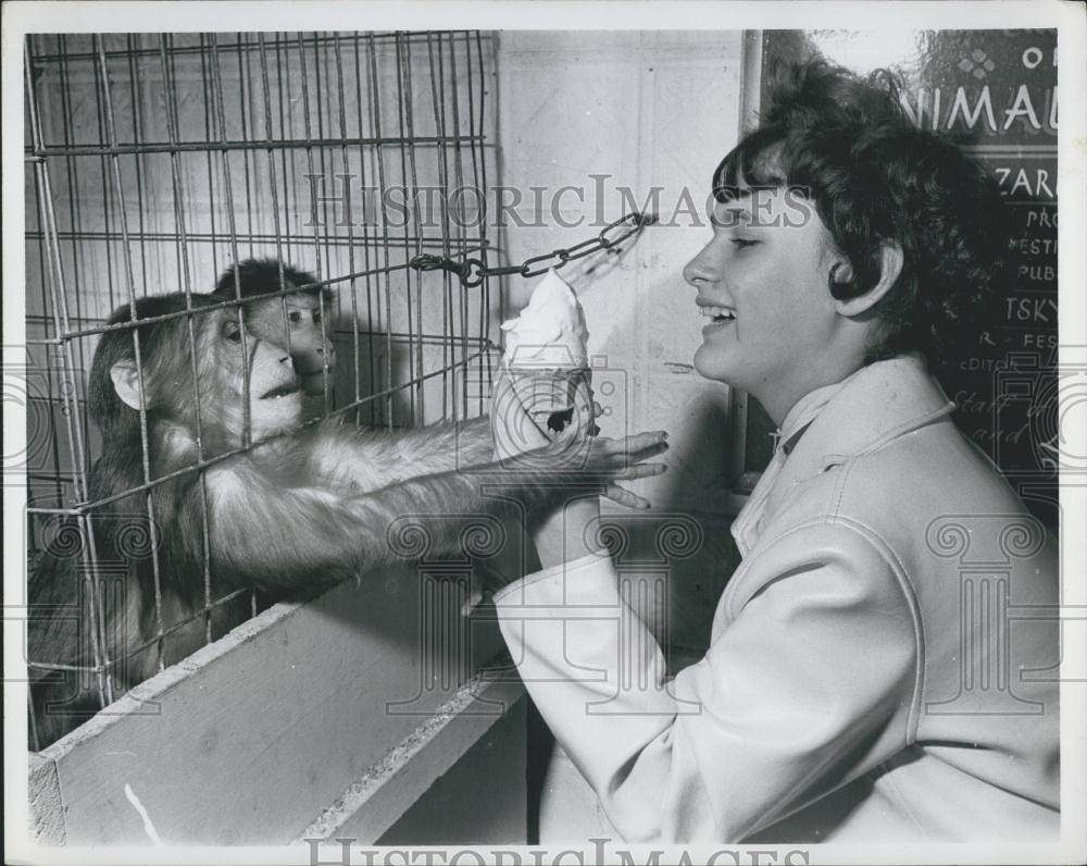 Press Photo Chimps that want that Ice Cream - Historic Images