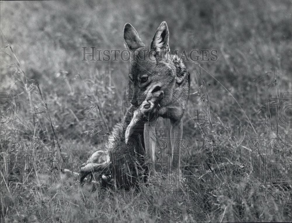 Press Photo A fox and his meal - Historic Images