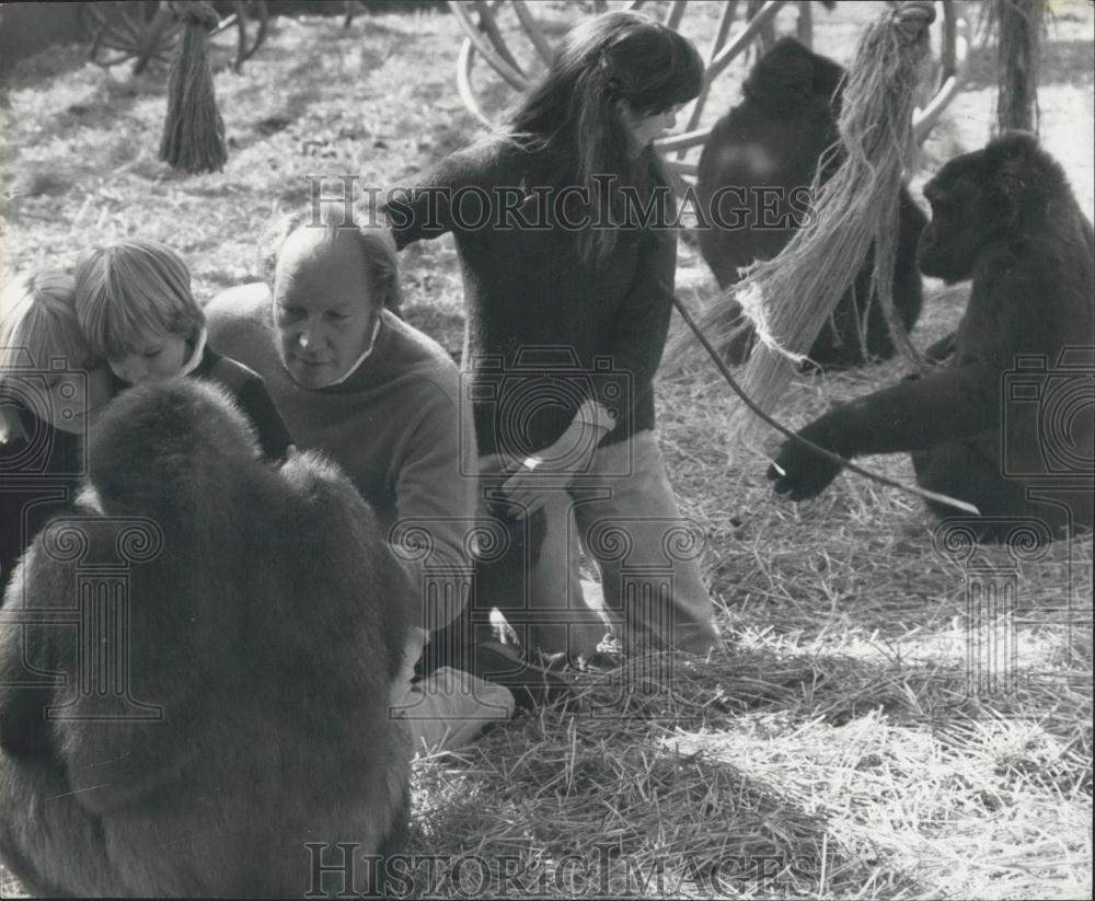 Press Photo Aspinall Family, Gorillas, Howletts, Canturbury - Historic Images