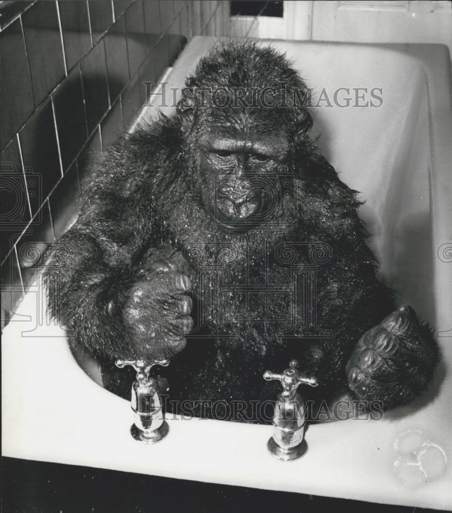 Press Photo Gorilla Taking A Bath - Historic Images