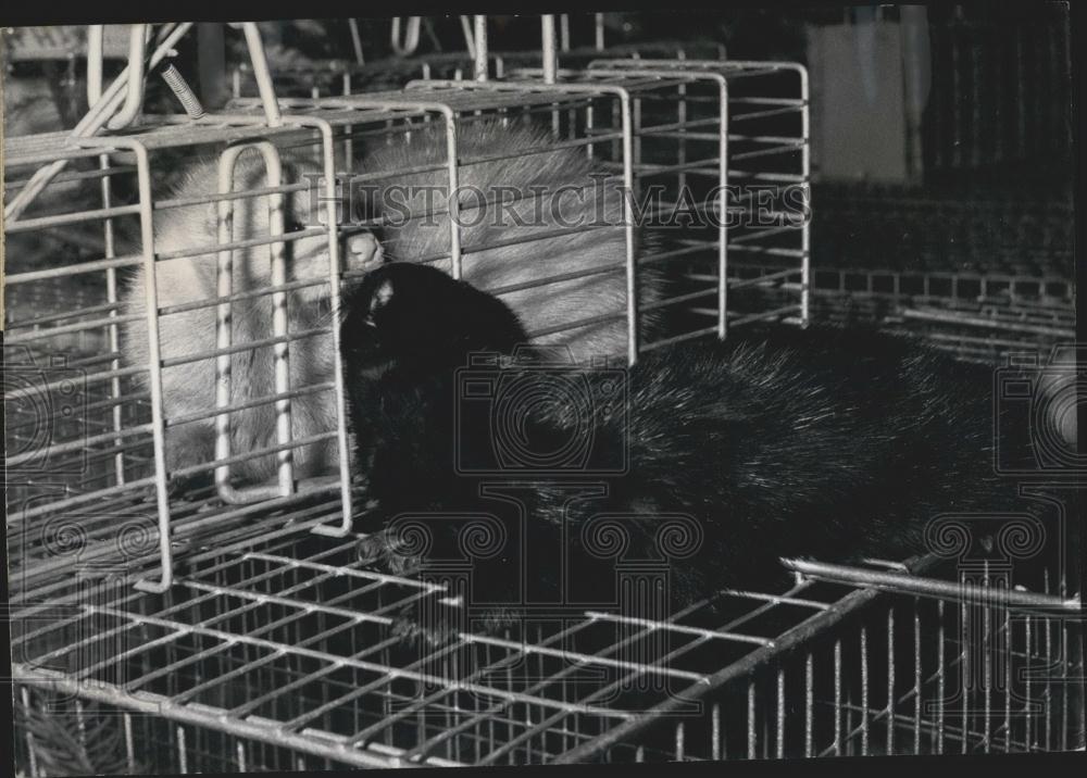 Press Photo Mink Raising For Furs- Two Give 12 Babies A Year - Historic Images