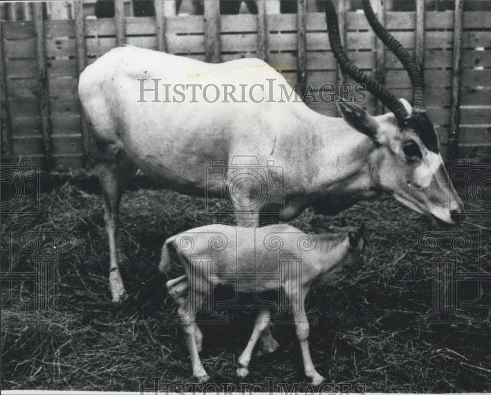 Press Photo Addax first born in Japan Gumma Safari Park - Historic Images