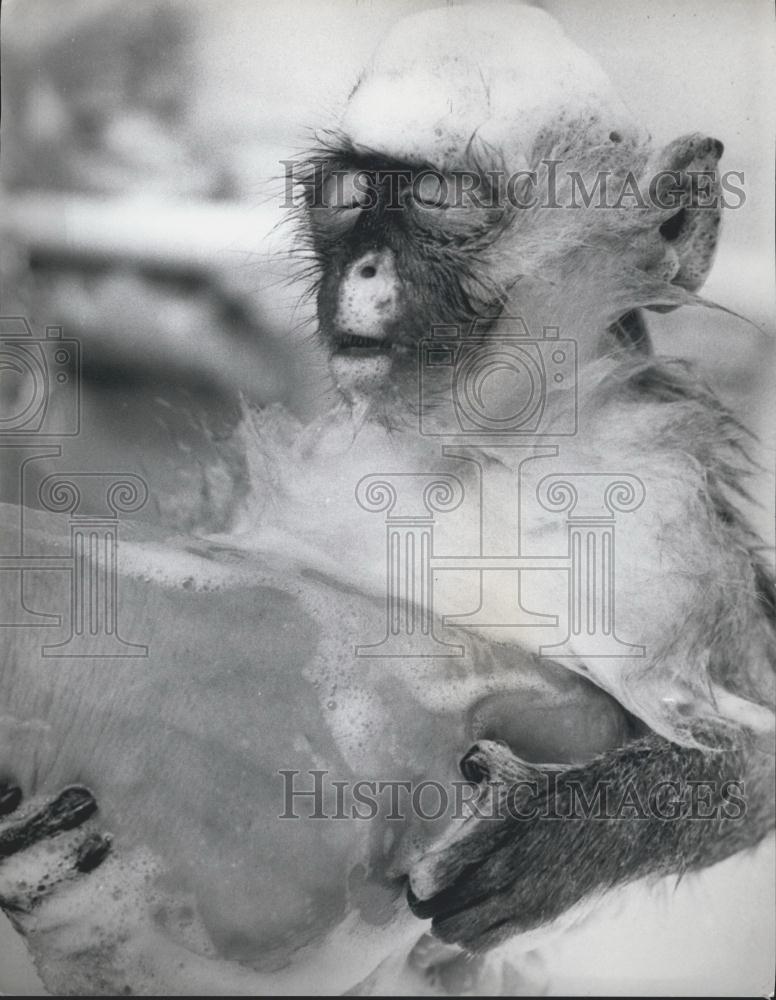 Press Photo Mrs. Bailey&#39;s monkeys get a bath - Historic Images