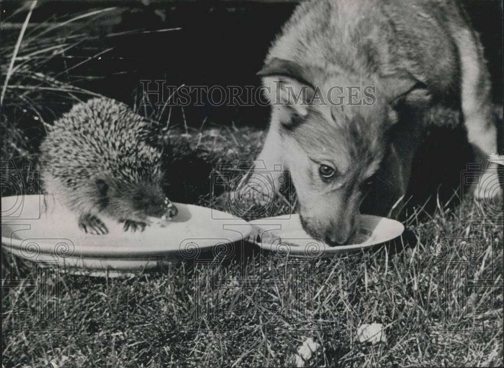 Press Photo Porcupine And Puppy Eat Together in Denmark - Historic Images