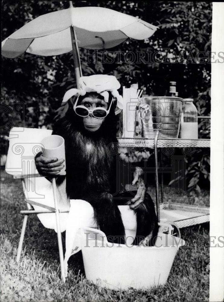 Press Photo Chimpanzee, Holiday Park, Hassloch/Pfalz - Historic Images