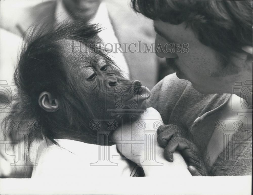 1974 Press Photo Talking&quot; Orang-Utan For TV Programme&quot; - Historic Images