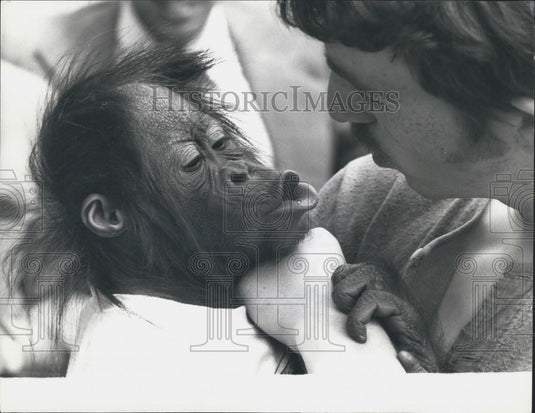 1974 Press Photo Talking" Orang-Utan For TV Programme" - Historic Images