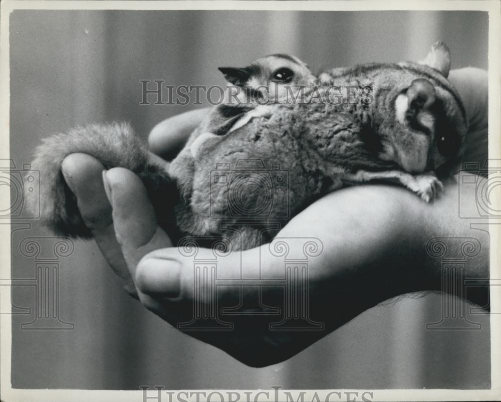 Press Photo Fling Phalanger, London Zoo - Historic Images