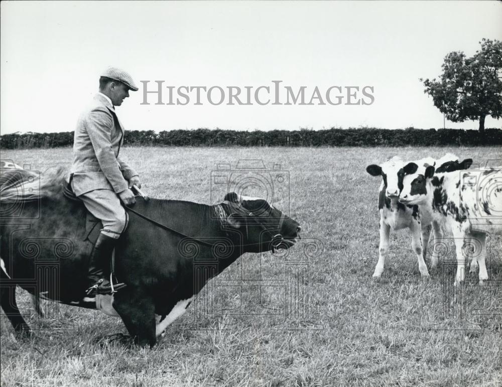 Press Photo Man Riding Cow, Cattle - Historic Images