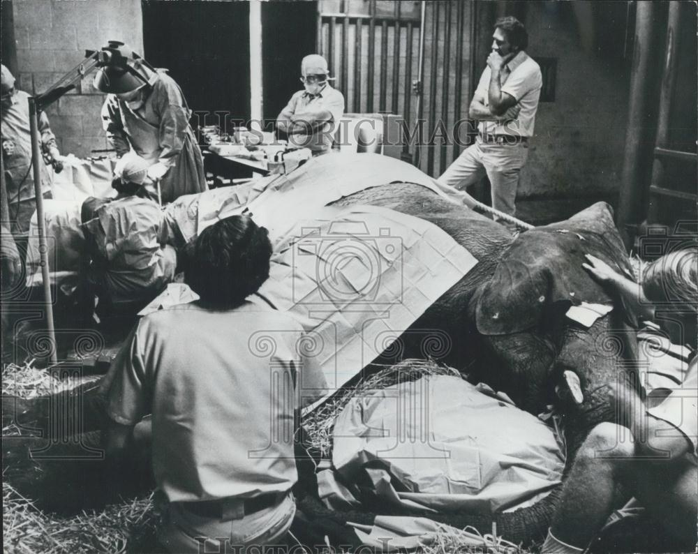Press Photo Vets Perform Surgery Mandayu African Elephant Broken Leg San Diego - Historic Images