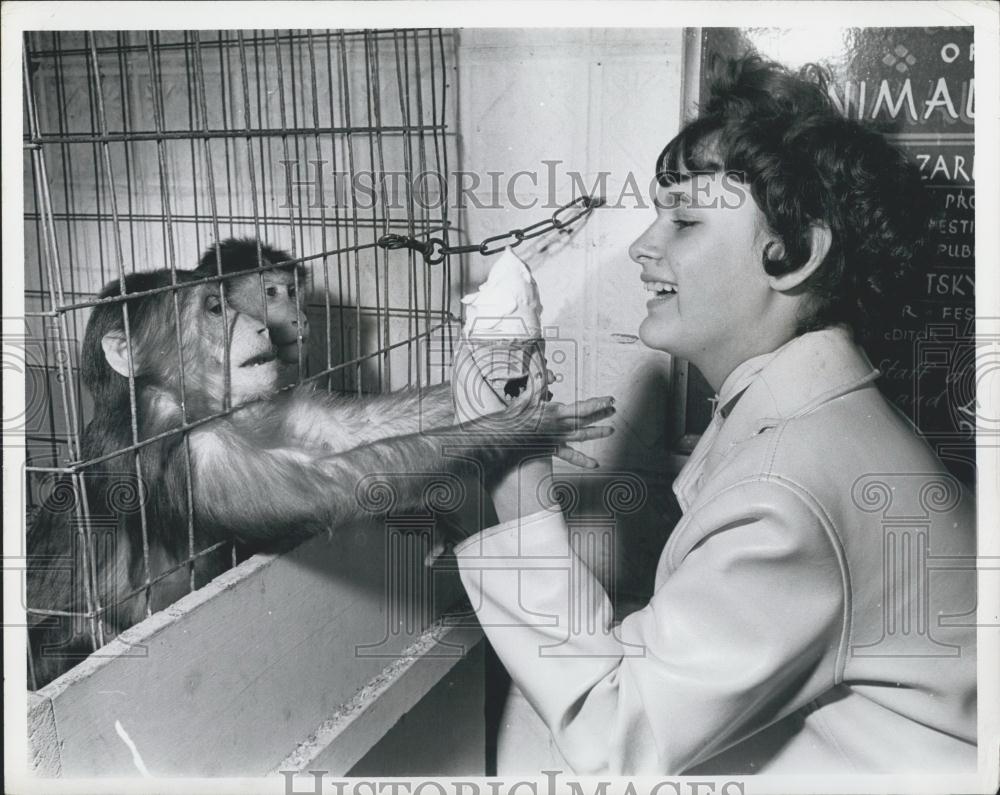 Press Photo Girl may share some of her Ice cream with a par of Persistent Chimps - Historic Images