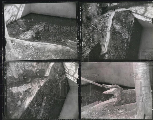 Press Photo Alligators, Crocodiles - Historic Images