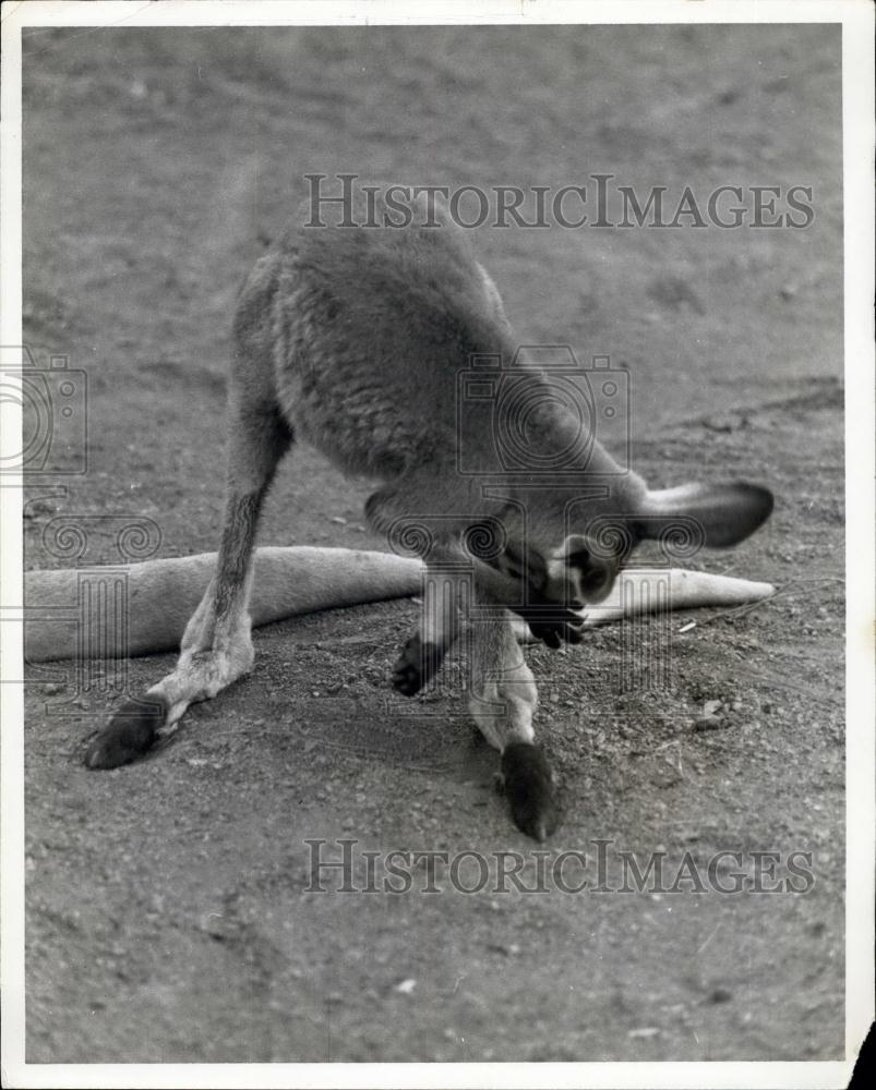 Press Photo Bashful baby Kangaroo - Historic Images